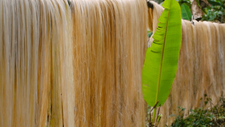 Philippine abaca industry