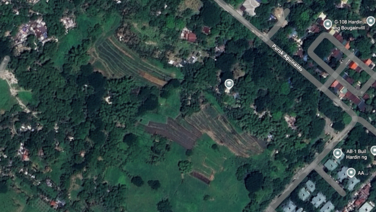 UP Diliman ricefields