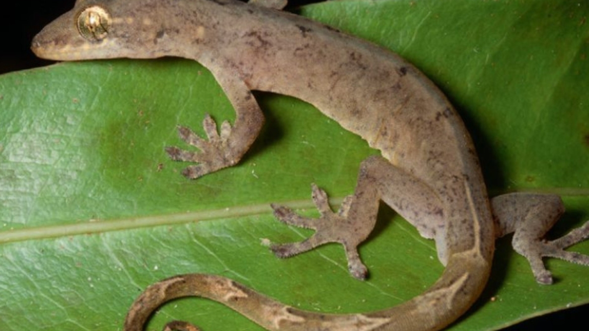 Pseudogekko