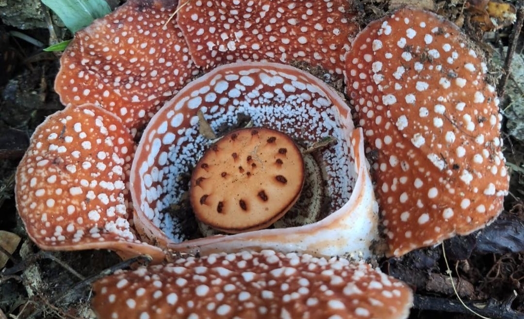 Rafflesia lagascae