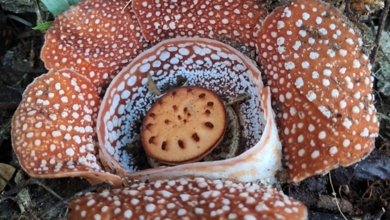 Rafflesia lagascae