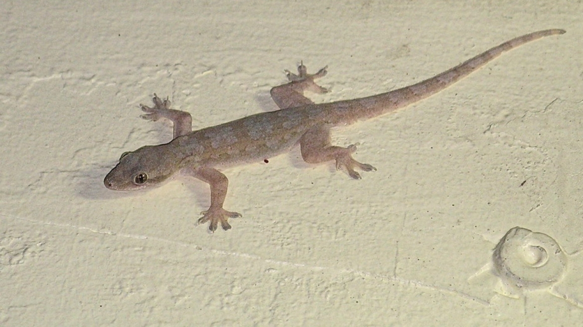 Butiki - house lizard