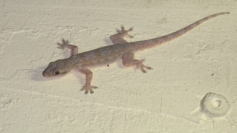 Butiki - house lizard
