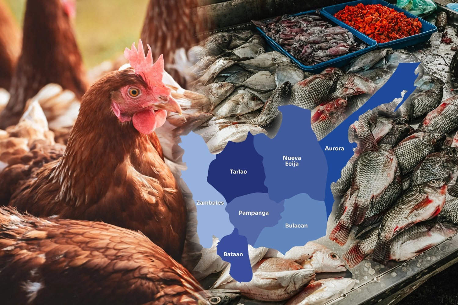 Central-Luzon-remained-the-country’s-top-agriculture-hub-in-2025