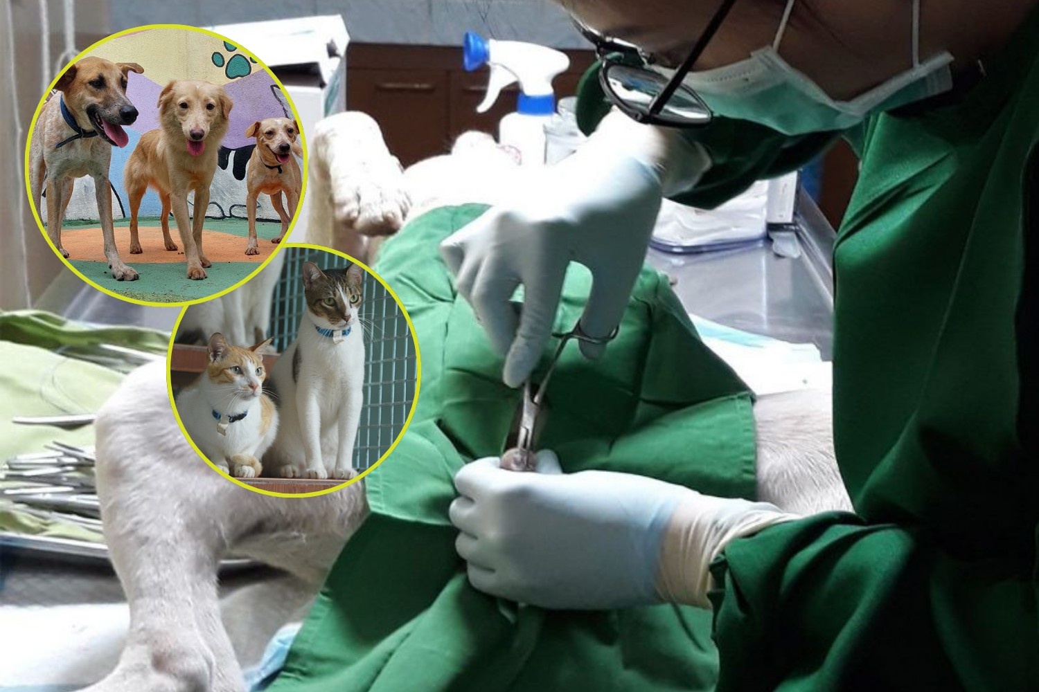 Free monthly kapon program