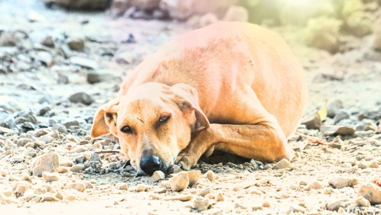 Heat stroke prevention for dogs