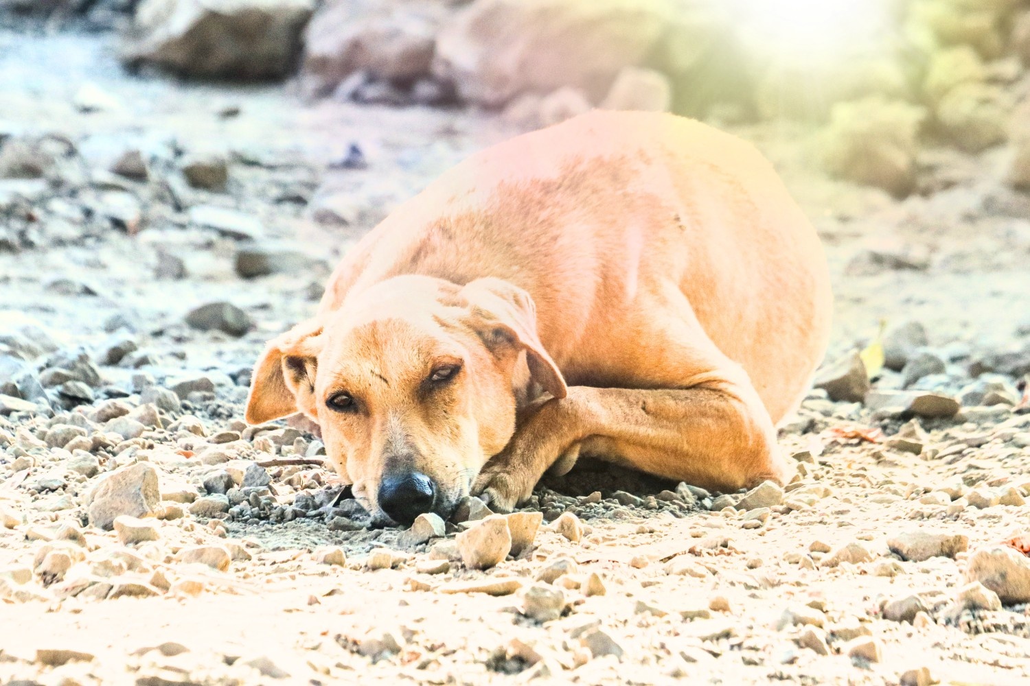 Heat stroke prevention for dogs
