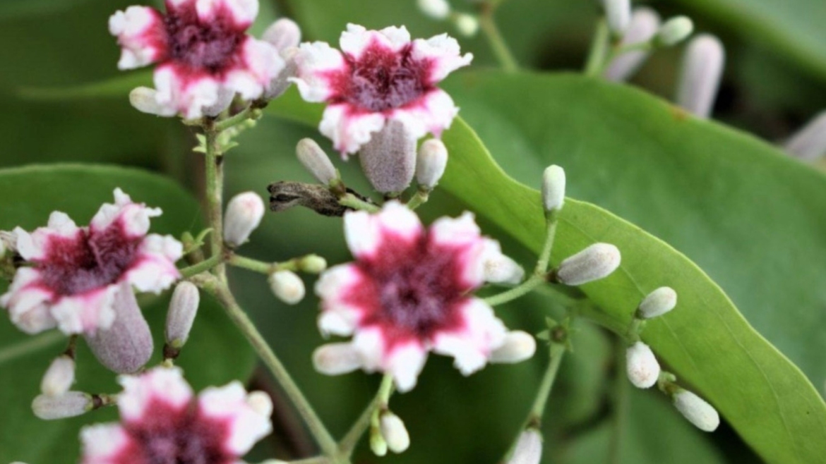 Kantutan plant health benefits