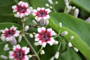 Kantutan plant health benefits