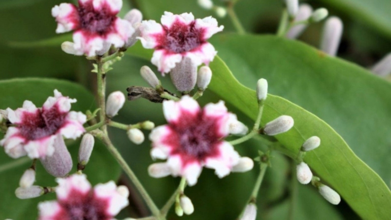 Kantutan plant health benefits