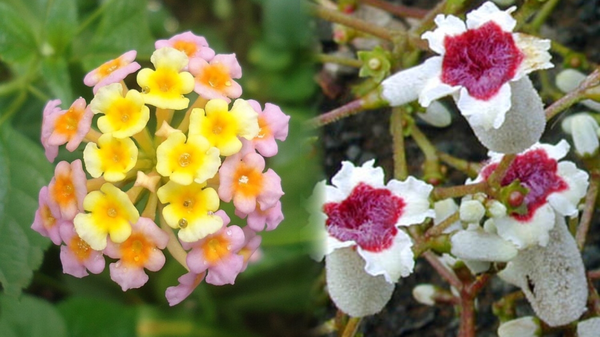 Kantutay vs Kantutan