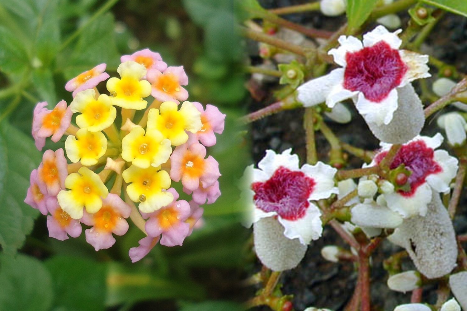 Kantutay vs Kantutan