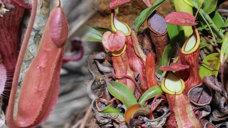 Nepenthes philippinensis