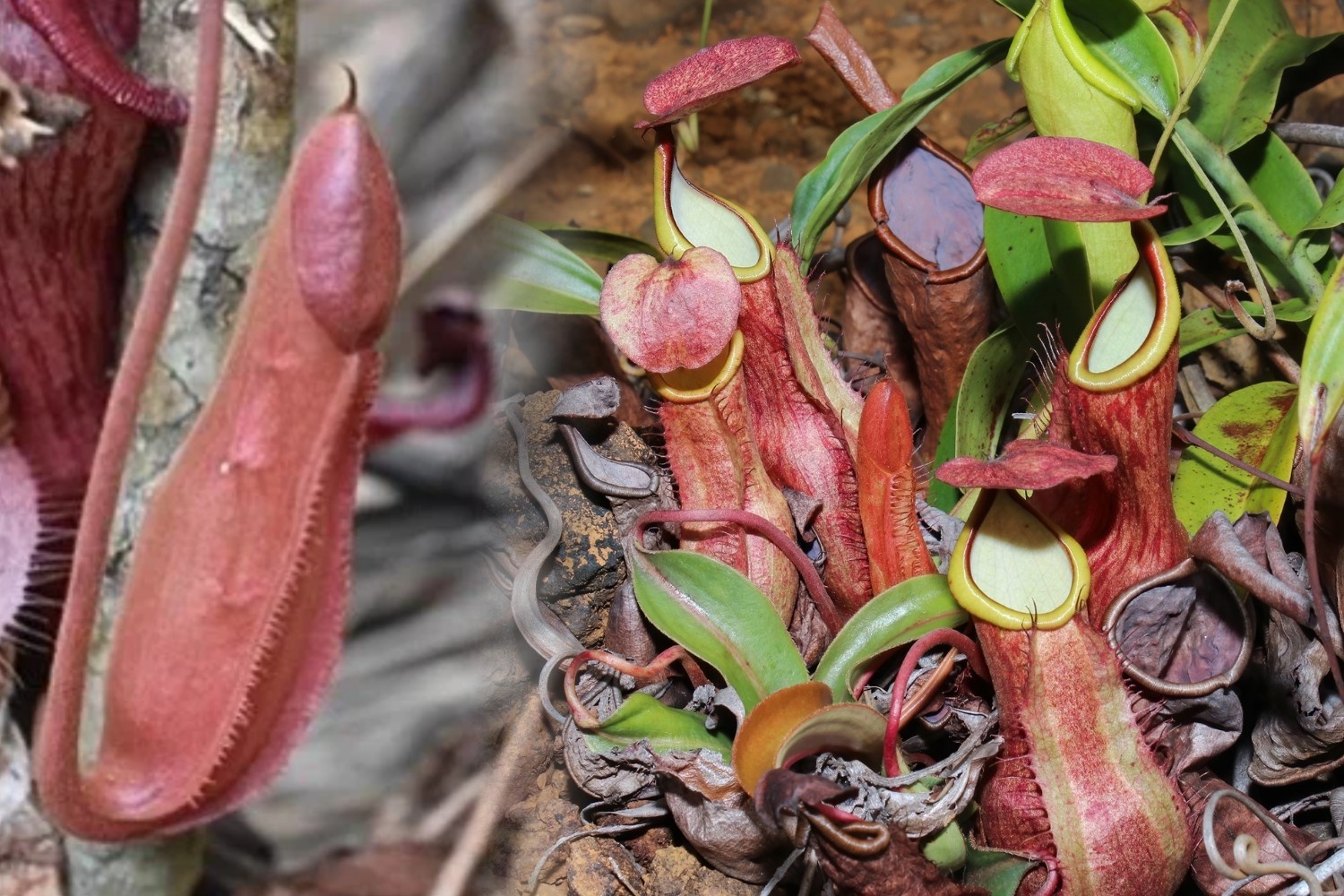 Nepenthes philippinensis