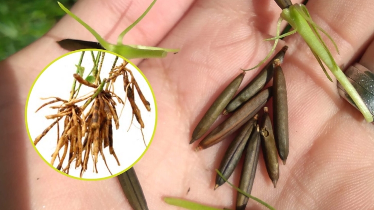 Paputok plant