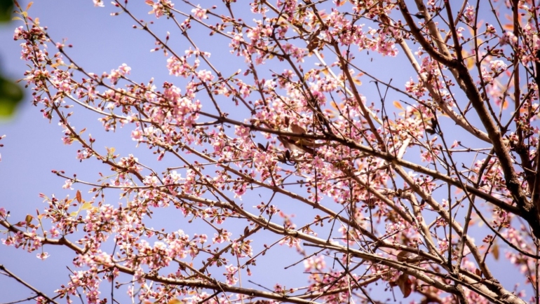 Philippines cherry blossoms