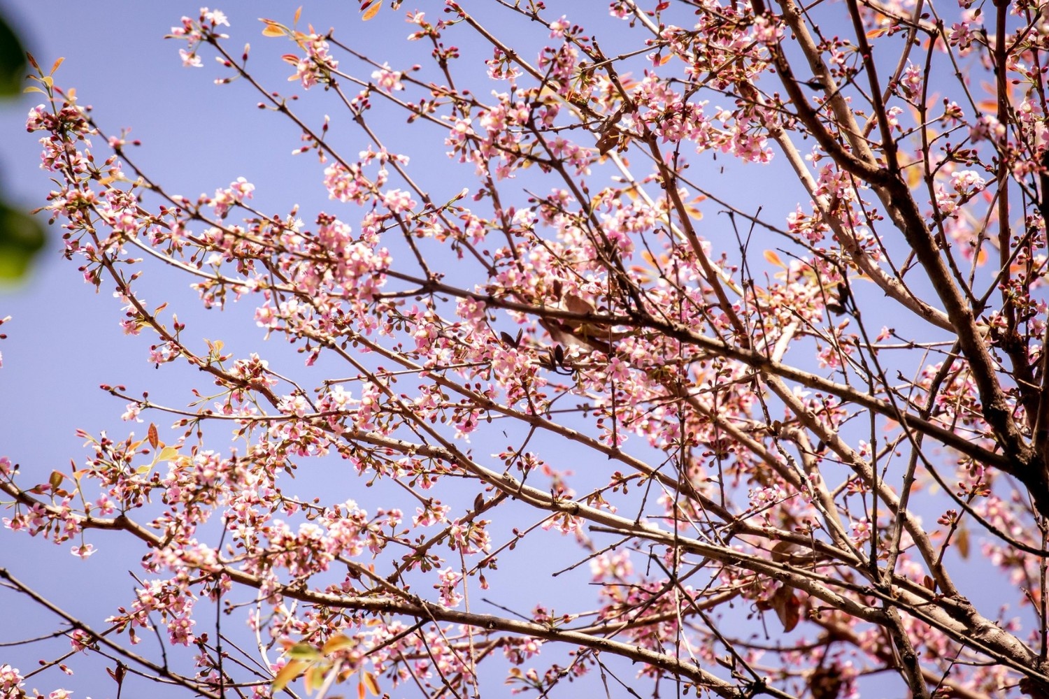 Philippines cherry blossoms