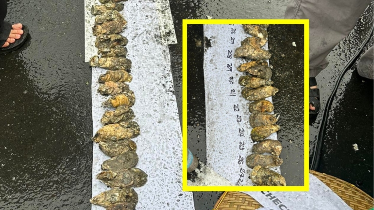 Talaba shells world record