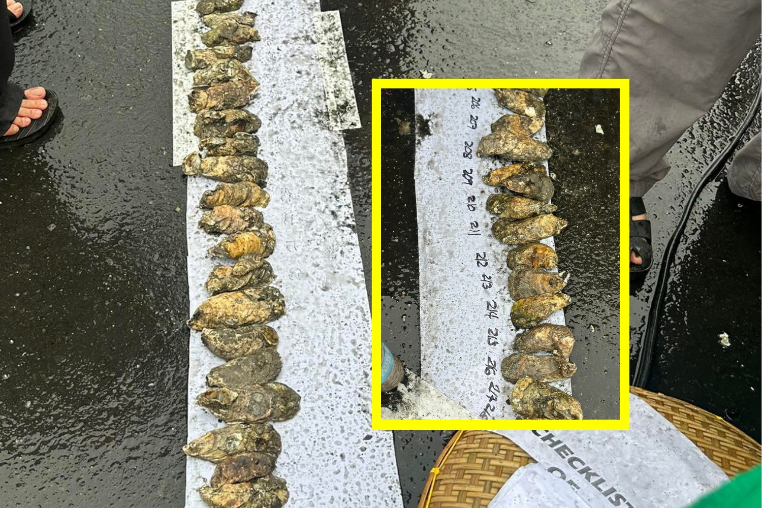 Talaba shells world record