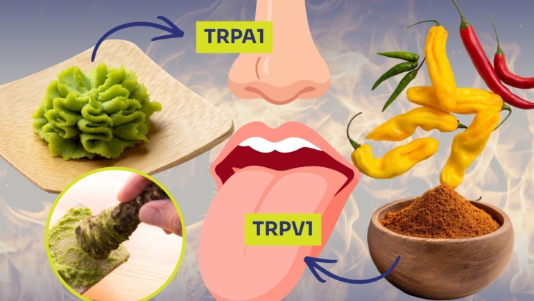 Wasabi vs chili peppers