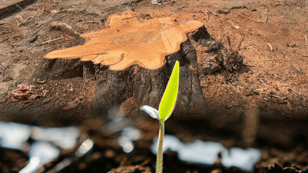 100 seedlings in Metro Manila
