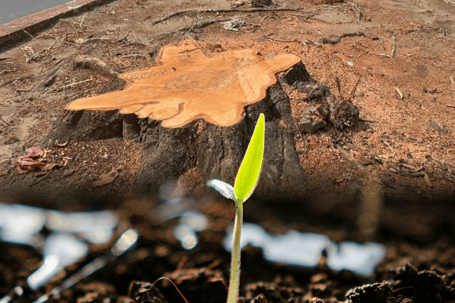 100 seedlings in Metro Manila