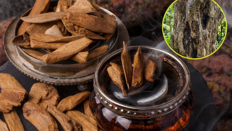 Agarwood