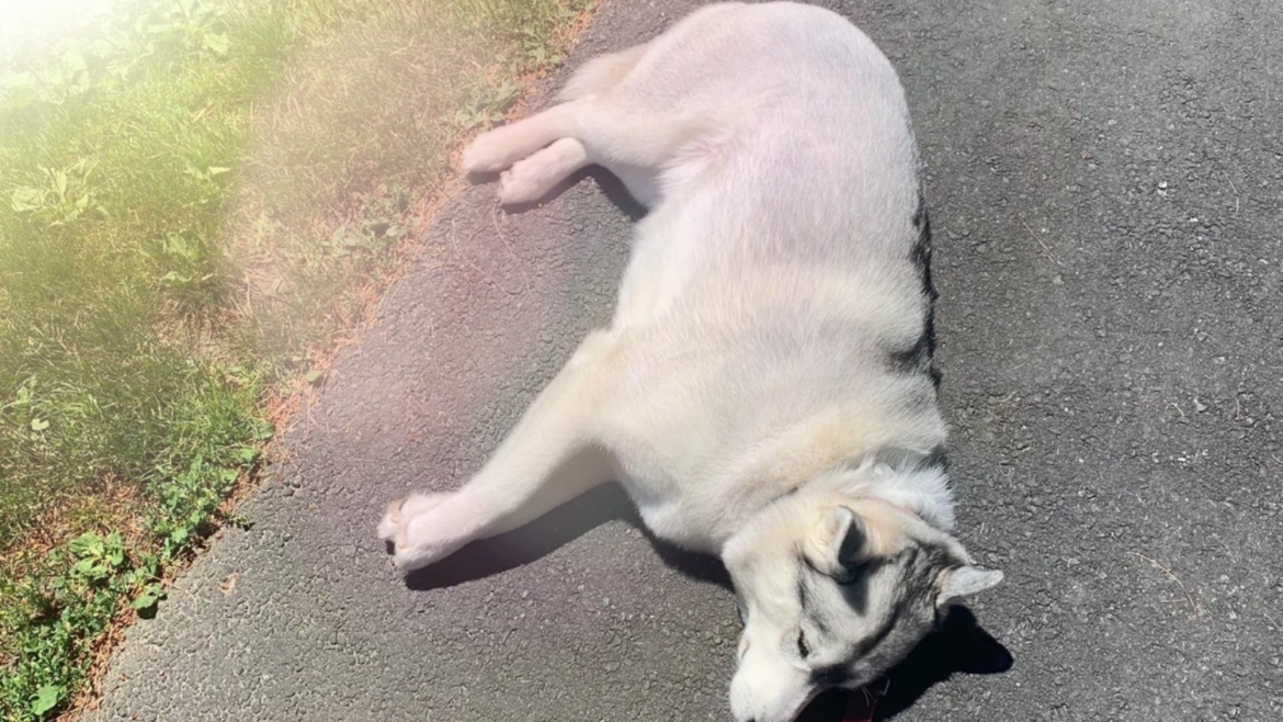 Arctic dogs in summer heat