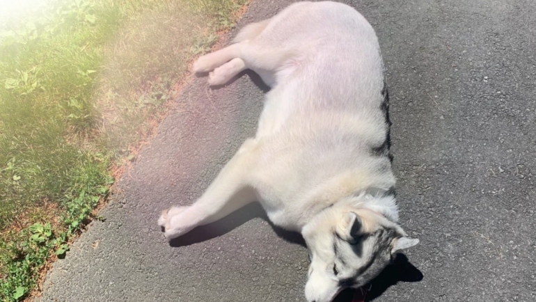 Arctic dogs in summer heat
