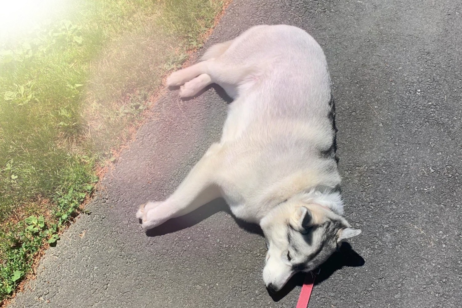 Arctic dogs in summer heat