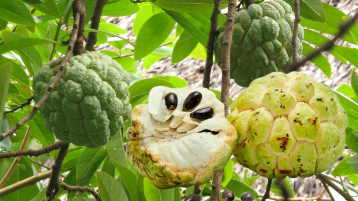 Atis
