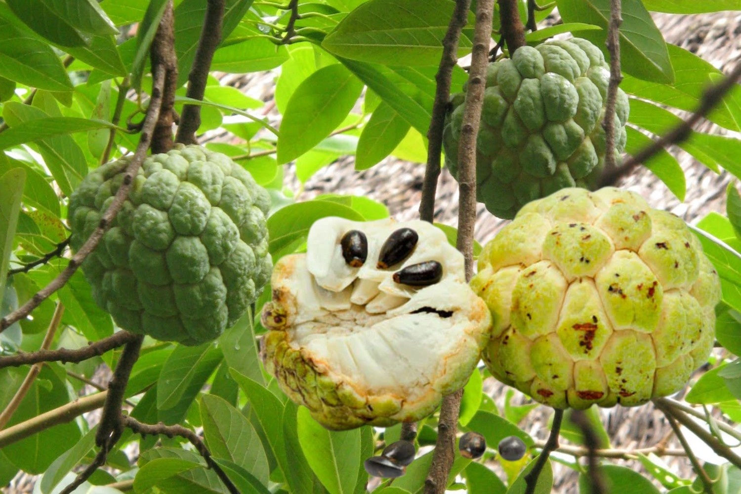 Atis