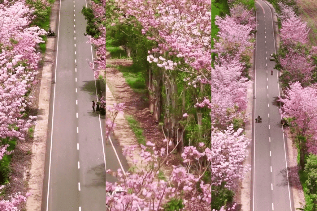 Bukidnon Pink Trumpet Trees