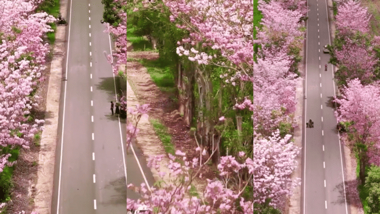 Bukidnon Pink Trumpet Trees