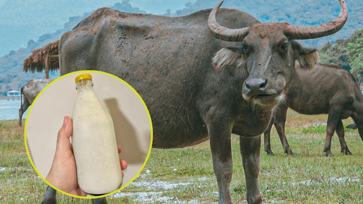 Carabao milk
