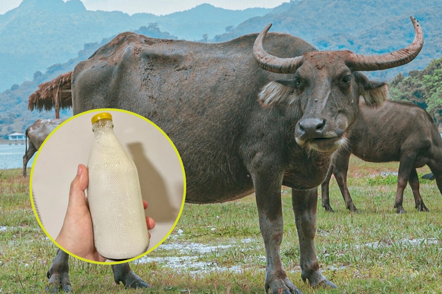 Carabao milk
