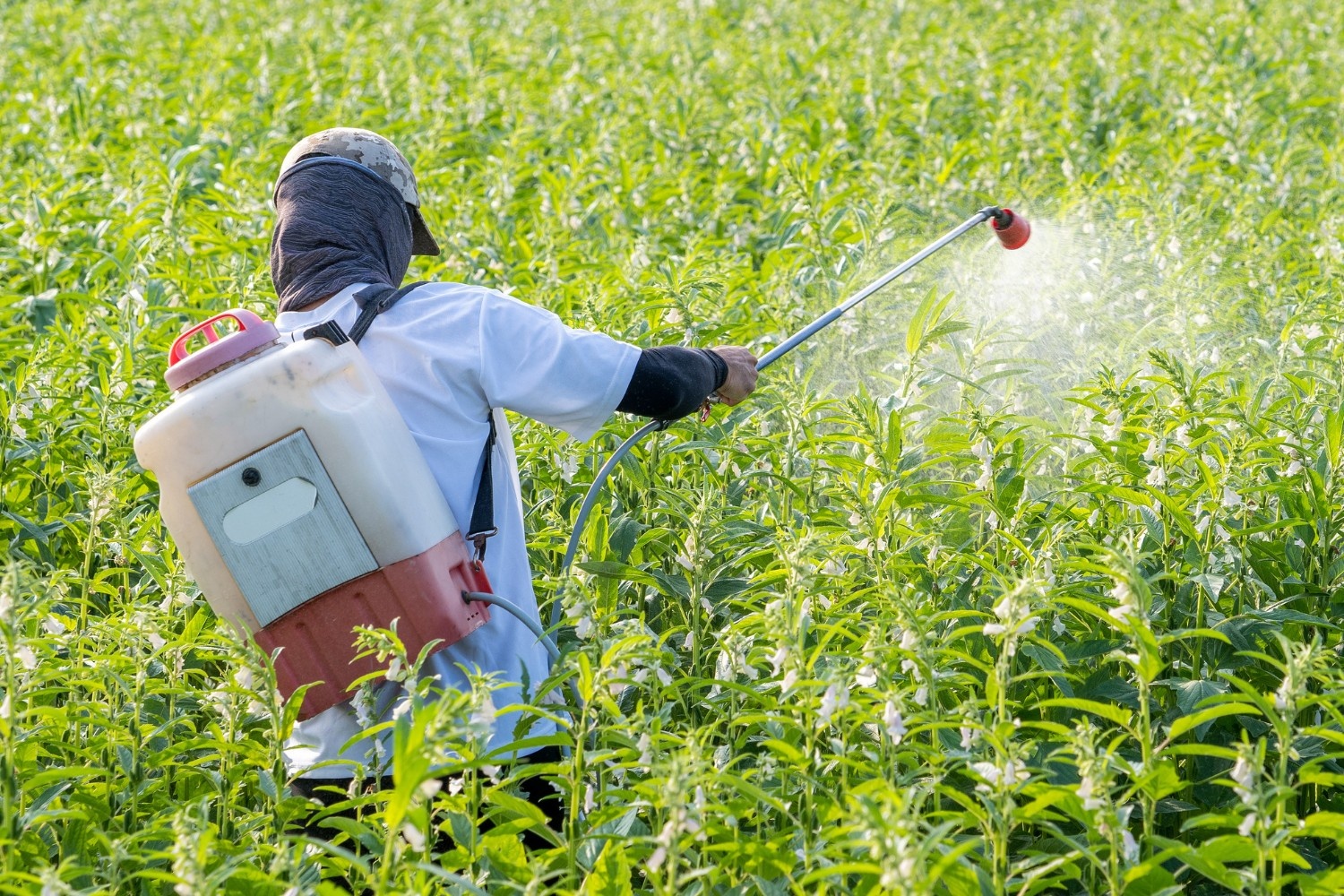 Fake fertilizers could impact crop productivity and waste public funds allocated for agricultural assistance.