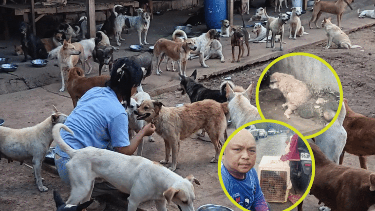 HANA Rescue Shelter operational collapse