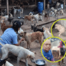 Rescued senior Aspin highlights pressure on shelter caring for over 300 animals