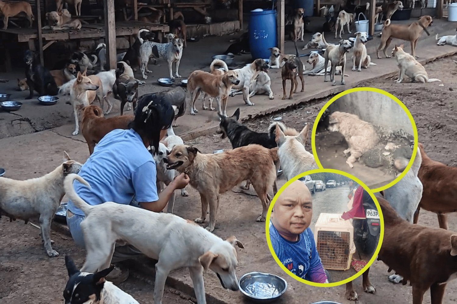 HANA Rescue Shelter operational collapse
