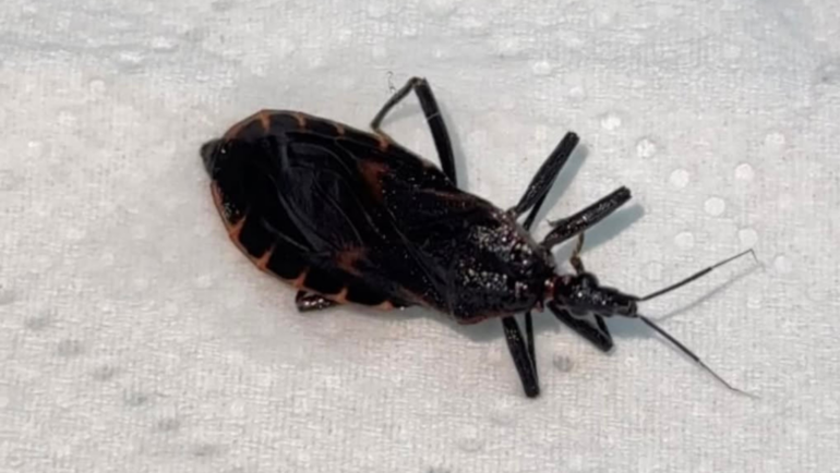 Kissing bugs