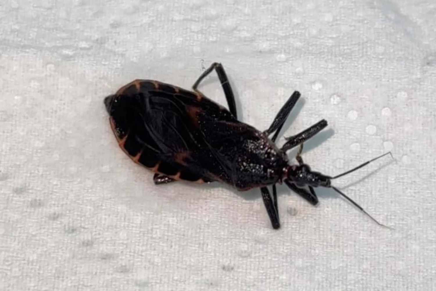 Kissing bugs