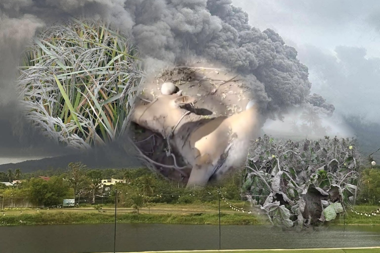 Mayon-Volcano-ashfall-damage