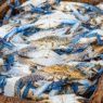 Philippine crab exports face U.S. sanctions over endangered dolphin bycatch concerns
