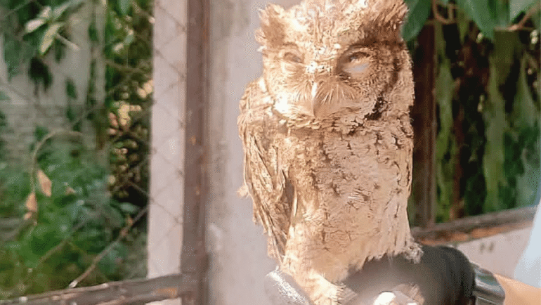 Philippine scops owl rescued