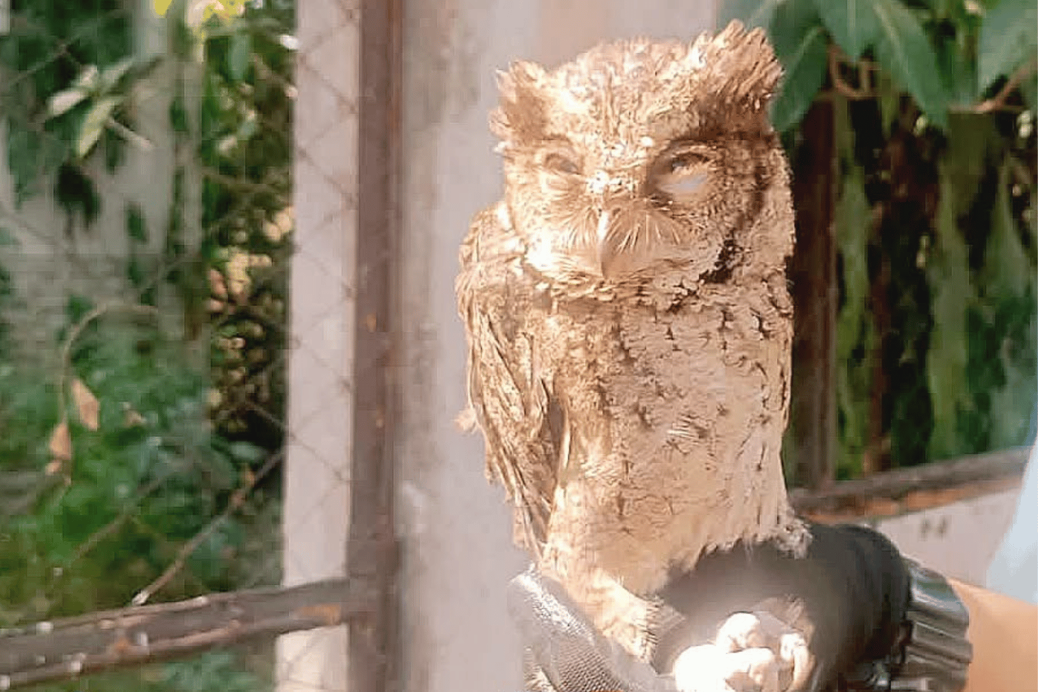 Philippine scops owl rescued