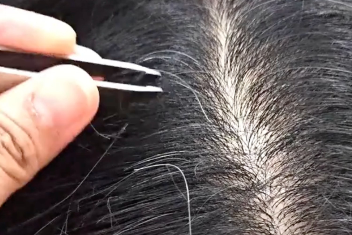 Pulling out gray hair