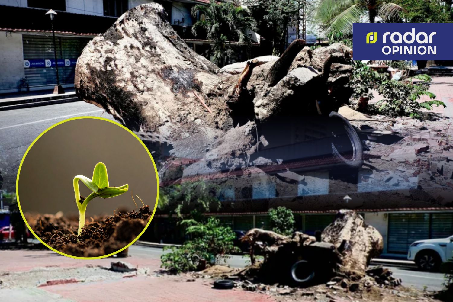 Quirino Avenue tree cutting issue