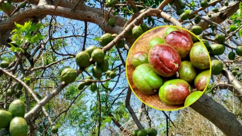 Sineguelas health benefits