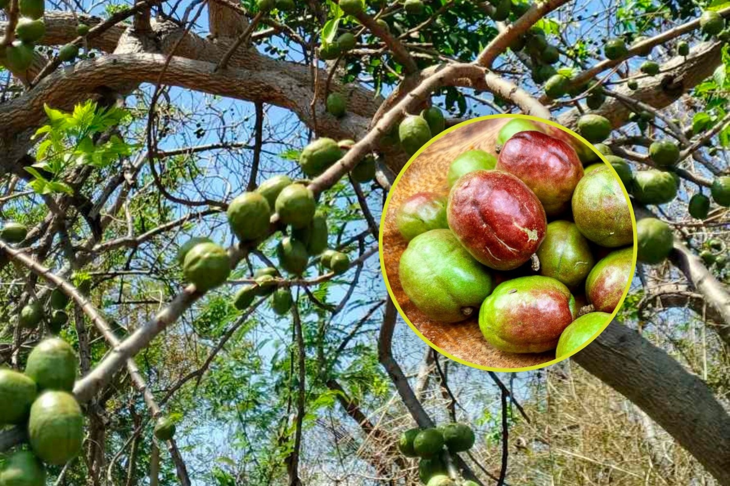 Sineguelas health benefits